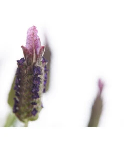 Schopf-Lavendel -Geschäft Für Pflanzensamenbedarf 8017089 PR DE 001 LavendelStoechasLavandulaStoechasT18DehnerExpressHerzig