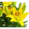 Lilie 2 Lilie -Geschäft Für Pflanzensamenbedarf 8018194 WE DE 001 LiliumGelbLilieGelb3LDehnerExpressHerzig