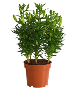 Lilie 6 Lilie -Geschäft Für Pflanzensamenbedarf 8018194 WE FS 001 LiliumGelbLilieGelb3LDehnerExpressHerzig