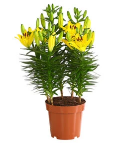 Lilie 7 Lilie -Geschäft Für Pflanzensamenbedarf 8018194 WE FS 002 LiliumGelbLilieGelb3LDehnerExpressHerzig