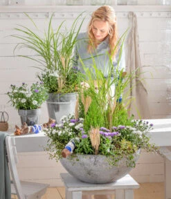 Mühlenbeckia, Kleinblättrig -Geschäft Für Pflanzensamenbedarf 8030579 WE MO 001 GlattblattAster