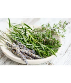 Dehner Gourmet Garten Hänge-Rosmarin -Geschäft Für Pflanzensamenbedarf 8035750 WE MO 001 RosmarinCapriPixabay