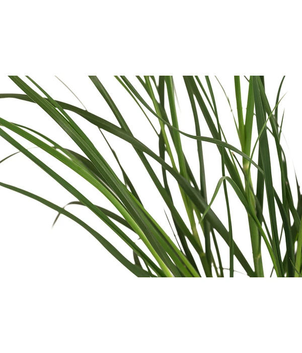 Pampasgras 'Sunningdale Silver' 5 Pampasgras 'Sunningdale Silver' – Bild 3