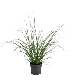 Pampasgras 'Sunningdale Silver'