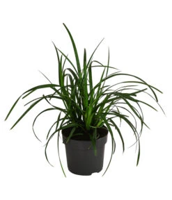 Garten-Segge 'Green Wonder'