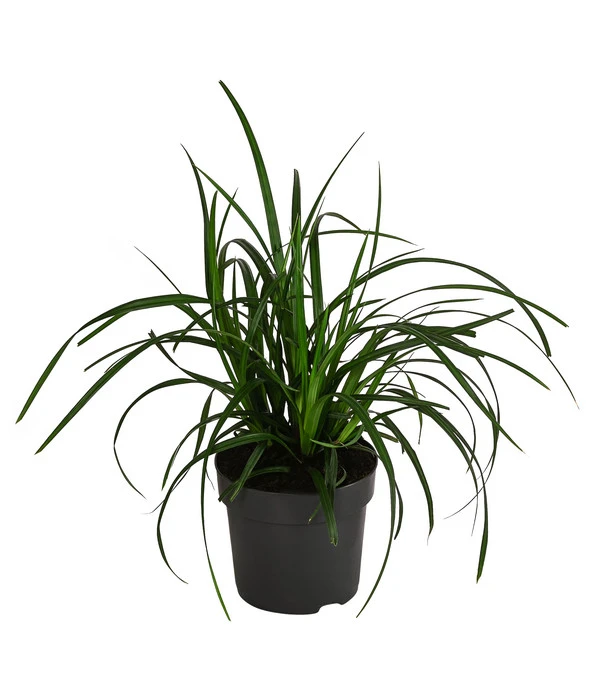 Garten-Segge 'Green Wonder' 3 Garten-Segge 'Green Wonder'