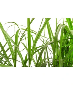 Chinaschilf 'Malepartus' In Pflanztasche, Ca. B100 Cm 7 Chinaschilf 'Malepartus' In Pflanztasche, Ca. B100 Cm -Geschäft Für Pflanzensamenbedarf 8050239 WE DE 001 BigBagSichtschutzGraeserChinaschilfGingantheus