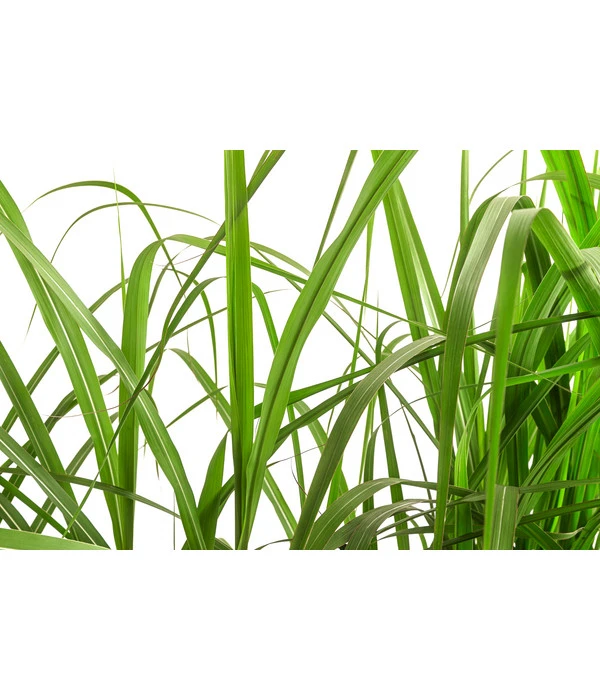 Chinaschilf 'Malepartus' In Pflanztasche, Ca. B100 Cm 5 Chinaschilf 'Malepartus' In Pflanztasche, Ca. B100 Cm – Bild 3