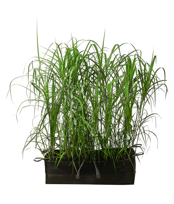 Chinaschilf 'Malepartus' In Pflanztasche, Ca. B100 Cm 3 Chinaschilf 'Malepartus' In Pflanztasche, Ca. B100 Cm