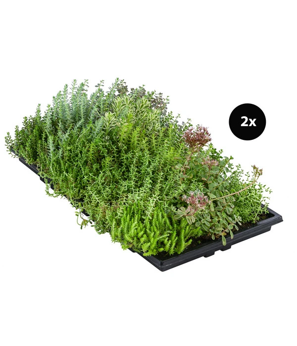 Dachbegrünungsmatte Mit Fetthenne, Verschiedene Sorten, 2-teilig 3 Dachbegrünungsmatte Mit Fetthenne, Verschiedene Sorten, 2-teilig