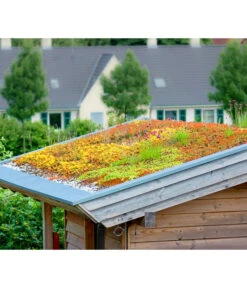 Dachbegrünungsmatte Mit Fetthenne, Verschiedene Sorten, 2-teilig 5 Dachbegrünungsmatte Mit Fetthenne, Verschiedene Sorten, 2-teilig -Geschäft Für Pflanzensamenbedarf 8051005 8050940 8051294 WE MO 001 DachbegruenungFotolia