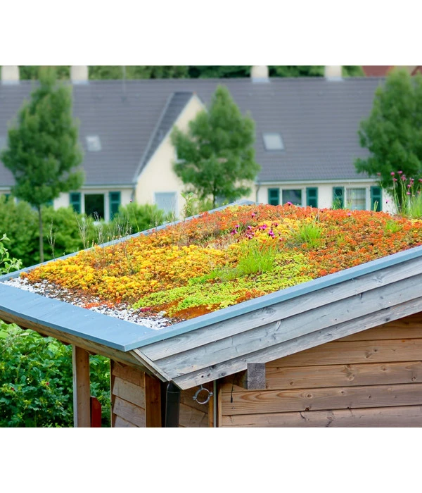 Dachbegrünungsmatte Mit Fetthenne, Verschiedene Sorten, 2-teilig 4 Dachbegrünungsmatte Mit Fetthenne, Verschiedene Sorten, 2-teilig – Bild 2