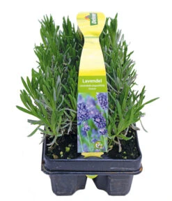Bestseller -Geschäft Für Pflanzensamenbedarf 8072605 PR FS 001 Lavandula6erPackAllgreen