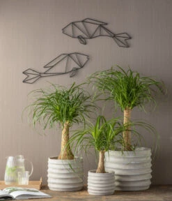 Elefantenfuß - Beaucarnea Recurvata -Geschäft Für Pflanzensamenbedarf 807961 WE MO 001 BeaucarneaStammTopfBukaGrau2021GC13