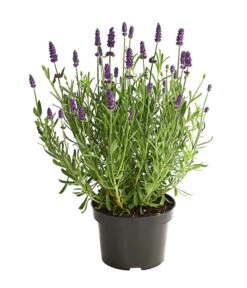 Bestseller 13 Lavendel