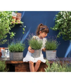 Duftlavendel, 6er-Schale -Geschäft Für Pflanzensamenbedarf 8092108 WE MO 03 LavendelT13 GC14 2020 02