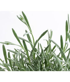 Lavendel 'Silver Sands' -Geschäft Für Pflanzensamenbedarf 8092769 WE DE 001 LavendelSilverSands