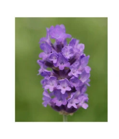 Lavendel 'No. 9' -Geschäft Für Pflanzensamenbedarf 8094070 PR DE 001 DownderryNo9Helix