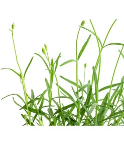 Lavendel 'No. 9' -Geschäft Für Pflanzensamenbedarf 8094070 WE DE 001 LavandulaAngustifoliaNO9LavendelT13