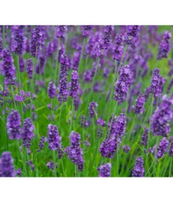 Bestseller -Geschäft Für Pflanzensamenbedarf 8094096 PR MO 001 DownderryOlympiaHelix