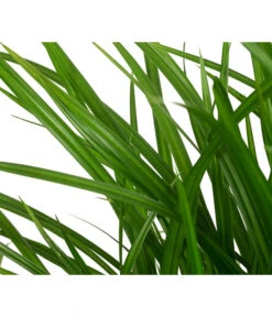 Garten-Segge 'Green Wonder' 7 Garten-Segge 'Green Wonder' -Geschäft Für Pflanzensamenbedarf 8095119 WE DE 003 CarexOshimensisGreenWonderZiergrasT19