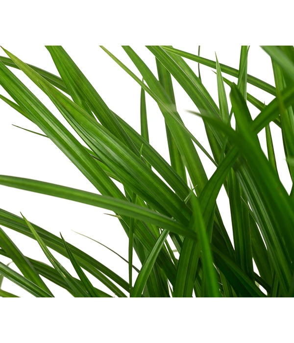 Garten-Segge 'Green Wonder' 5 Garten-Segge 'Green Wonder' – Bild 3