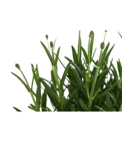 Lavendel 'Royal Blue' -Geschäft Für Pflanzensamenbedarf 8097545 WE DE 001 LavendelRoyalBlue1L