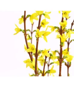 Forsythien-Bund, Ca. 80-100 Cm -Geschäft Für Pflanzensamenbedarf 8148959 WE DE 001 ForsythieBundDehnerExpressHerzig