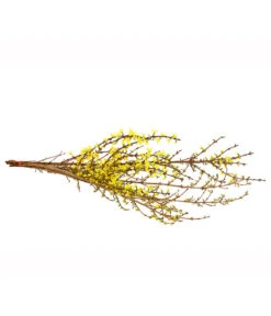 Forsythien-Bund, Ca. 80-100 Cm -Geschäft Für Pflanzensamenbedarf 8148959 WE FS 001 ForsythieBundDehnerExpressHerzig