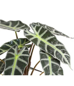 Pfeilblatt - Alocasia Amazonica 'Polly' 13 Pfeilblatt - Alocasia Amazonica 'Polly' -Geschäft Für Pflanzensamenbedarf 8201253 PR DE 001 TropenwurzAlocasiaPollyT12DehnerExpressHerzig