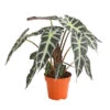 Pfeilblatt - Alocasia Amazonica 'Polly' -Geschäft Für Pflanzensamenbedarf 8201253 PR FS 001 TropenwurzAlocasiaPollyT12DehnerExpressHerzig