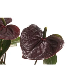 Flamingoblume - Anthurium Andreanum 'Brown Giant' -Geschäft Für Pflanzensamenbedarf 8201931 PR DE 001 AnthurieGiantChocolatBraunT14DehnerExpressHerzig
