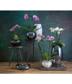 Schmetterlingsorchidee - Phalaenopsis Cultivars 'Umbrella', Verschiedene Sorten -Geschäft Für Pflanzensamenbedarf 8203242 8207201 PR MO 002KERAMIKSERIE ORCHIDEEN