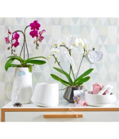 Schmetterlingsorchidee - Phalaenopsis Cultivars 'Umbrella', Verschiedene Sorten -Geschäft Für Pflanzensamenbedarf 8203242 8280505 PR MO 001 SchmetterlingsorchideePhalaenopsisUmbrellaUveSauer