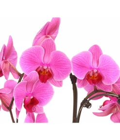 Schmetterlingsorchidee - Phalaenopsis Cultivars 'Umbrella', Verschiedene Sorten -Geschäft Für Pflanzensamenbedarf 8203242 WE DE 001 SchmetterlingsorchideePhalaenopsisUmbrellaT12
