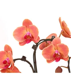 Schmetterlingsorchidee - Phalaenopsis Cultivars 'Umbrella', Verschiedene Sorten -Geschäft Für Pflanzensamenbedarf 8203242 WE DE 003 SchmetterlingsorchideePhalaenopsisUmbrellaT12DehnerExpressHerzig