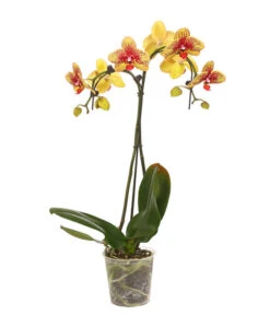 Schmetterlingsorchidee - Phalaenopsis Cultivars 'Umbrella', Verschiedene Sorten -Geschäft Für Pflanzensamenbedarf 8203242 WE FS 002 SchmetterlingsorchideePhalaenopsisUmbrellaT12DehnerExpressHerzig
