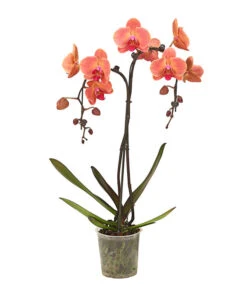 Schmetterlingsorchidee - Phalaenopsis Cultivars 'Umbrella', Verschiedene Sorten -Geschäft Für Pflanzensamenbedarf 8203242 WE FS 003 SchmetterlingsorchideePhalaenopsisUmbrellaT12DehnerExpressHerzig