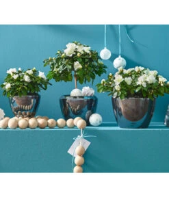 Zimmerazalee - Rhododendron Simsii, Busch -Geschäft Für Pflanzensamenbedarf 8205148 8205171 8205379 82005148 PR MO 020 AzaleenAzaleaT12UveSauer