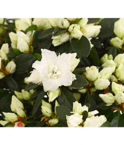 Zimmerazalee - Rhododendron Simsii, Busch -Geschäft Für Pflanzensamenbedarf 8205379 WE DE 001 AzaleeAzaleaBuschT14DehnerExpressHerzigOW