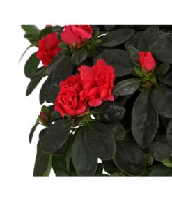 Zimmerazalee - Rhododendron Simsii, Busch -Geschäft Für Pflanzensamenbedarf 8205379 WE DE 003 AzaleeAzaleaBuschMixT14DehnerExpressHerzigOW