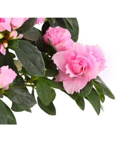 Zimmerazalee - Rhododendron Simsii, Busch -Geschäft Für Pflanzensamenbedarf 8205379 WE DE 004 AzaleeAzaleaBuschMixT14DehnerExpressHerzigOW