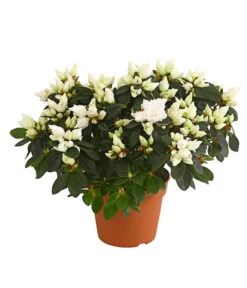 Zimmerazalee - Rhododendron Simsii, Busch -Geschäft Für Pflanzensamenbedarf 8205379 WE FS 001 AzaleeAzaleaBuschT14DehnerExpressHerzigOW