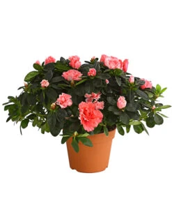 Zimmerazalee - Rhododendron Simsii, Busch -Geschäft Für Pflanzensamenbedarf 8205379 we FS 002 AzaleeAzaleaBuschMixT14DehnerExpressHerzigOW