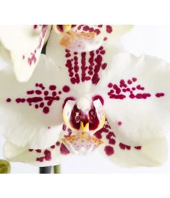 Schmetterlingsorchidee - Phalaenopsis Cultivars 'Cascade', Verschiedene Sorten -Geschäft Für Pflanzensamenbedarf 8207201 PR DE 004 PHalaenopsis2TrieberVerzweigtSortenmixSchmetterlingsorchideeT12DehnerExpressZS