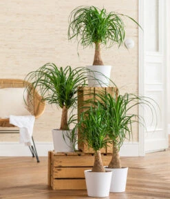 Elefantenfuß - Beaucarnea Recurvarta 8 Elefantenfuß - Beaucarnea Recurvarta -Geschäft Für Pflanzensamenbedarf 8207946 WE MO 001 BeaucarneaRecurvataT17 CCSeitenbanner 2022 01