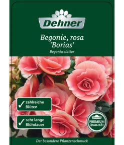 Elatior-Begonie - Begonia Elatior 'Borias®' -Geschäft Für Pflanzensamenbedarf 8208209 BegonieBoriasrosa Etikett 1