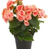Elatior-Begonie - Begonia Elatior 'Borias®' -Geschäft Für Pflanzensamenbedarf 8208209 PR FS 002 BegonieBegoniaBoriasRosaT13PremiumDehnerExpressHerzig