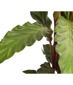 Korbmarante - Calathea Rufibarba 7 Korbmarante - Calathea Rufibarba -Geschäft Für Pflanzensamenbedarf 8210775 WE DE 002 CalatheaRufibarbaT12Marante