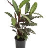Korbmarante - Calathea Rufibarba -Geschäft Für Pflanzensamenbedarf 8210775 WE FS 001 CalatheaRufibarbaT12